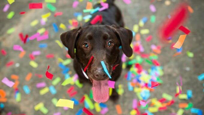 New Year’s Resolutions for You and Your Dog
