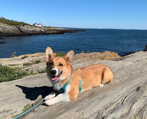 Roscoe’s Featured Friend of the Month: Turnip