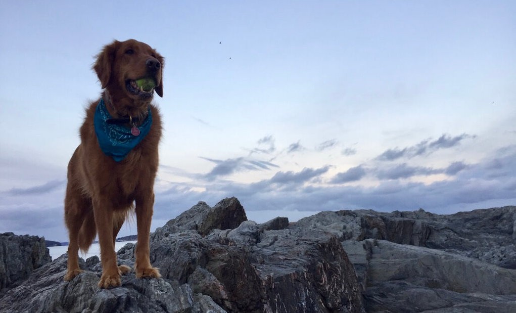 Roscoe’s Featured Friend of the Month: Roscoe!