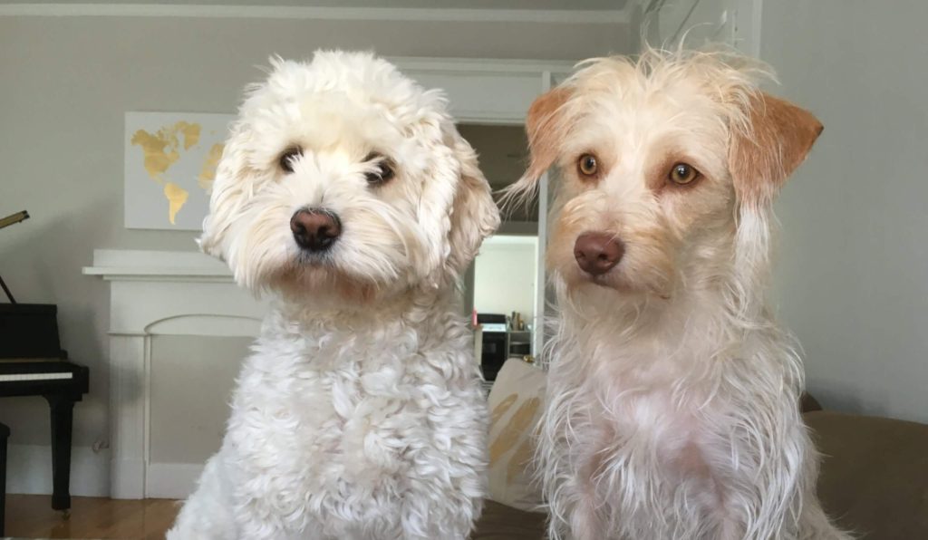 Roscoe’s Featured Friend(s) of the Month: Eloise and Lou Lou