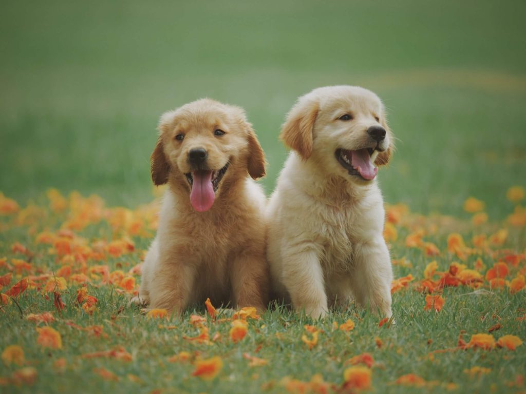 Socializing Your Puppy While Social Distancing