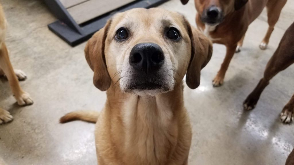 Roscoe’s Featured Friend of the Month: T’Choupi