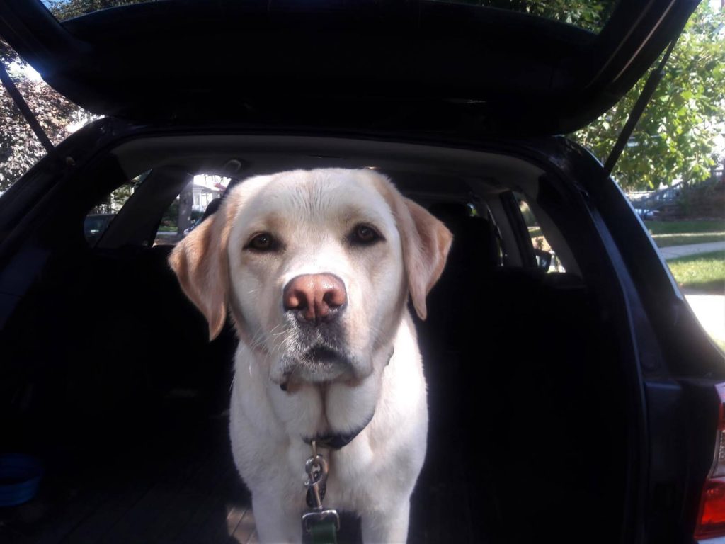 Roscoe’s Featured Friend of the Month: Dory