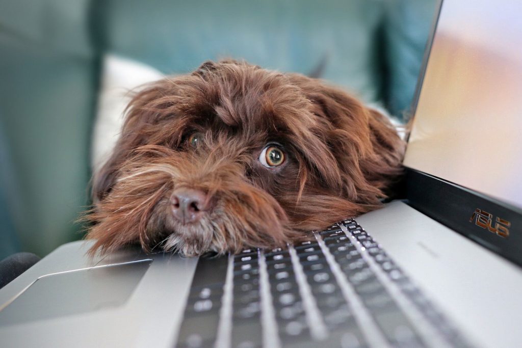 Roscoe’s FAQ for Owners: COVID Edition