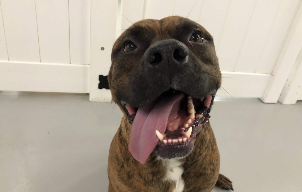 Roscoe’s Featured Friend of the Month: Diesel