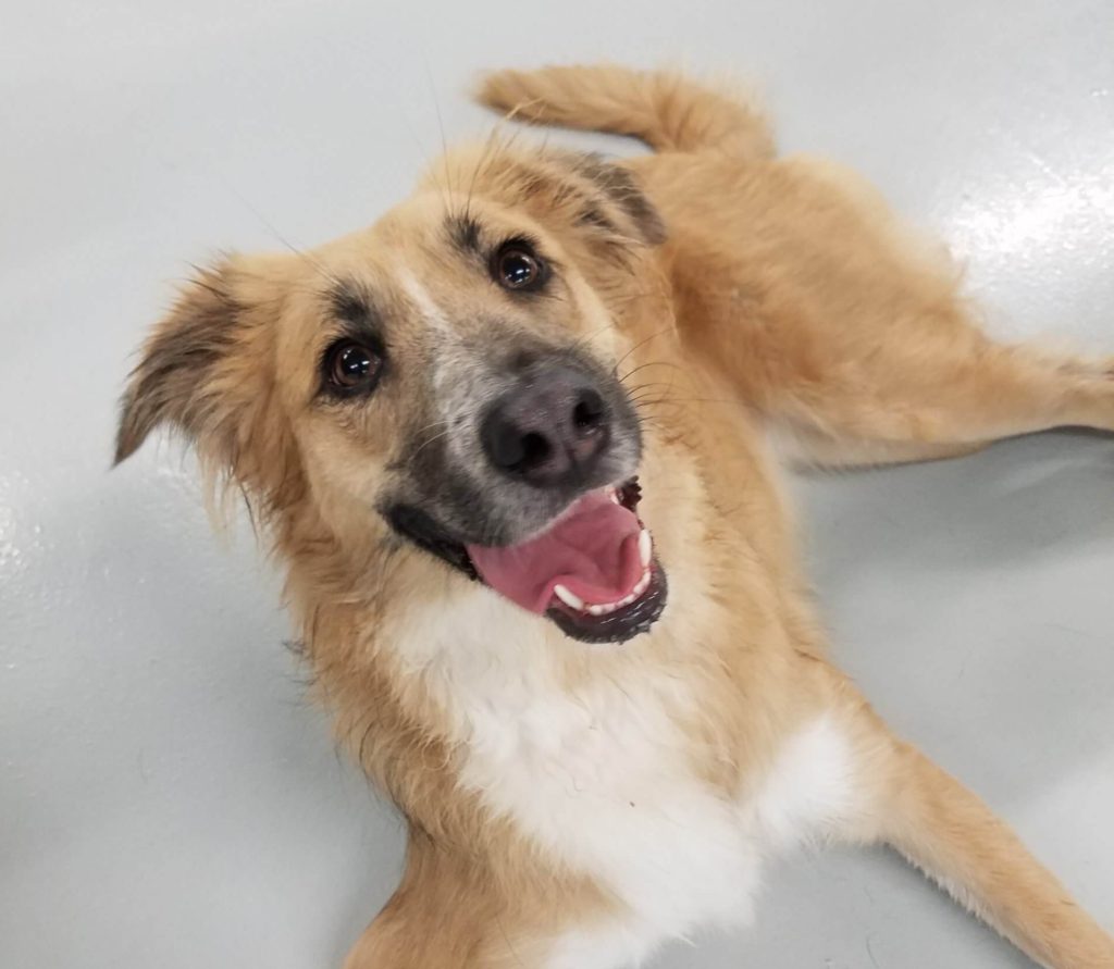 Roscoe’s Featured Friend of the Month: Tallulah