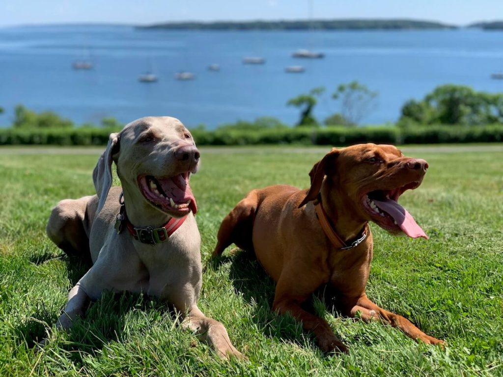 Roscoe’s Featured Friends of the Month: Toby and Tucker