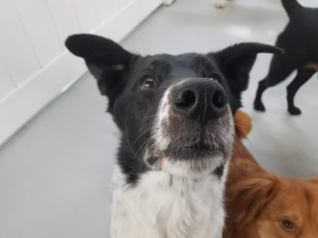 Roscoe’s Featured Friend of the Month: Zoey