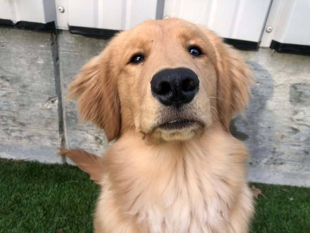 Roscoe’s Featured Friend of the Month: Tazo