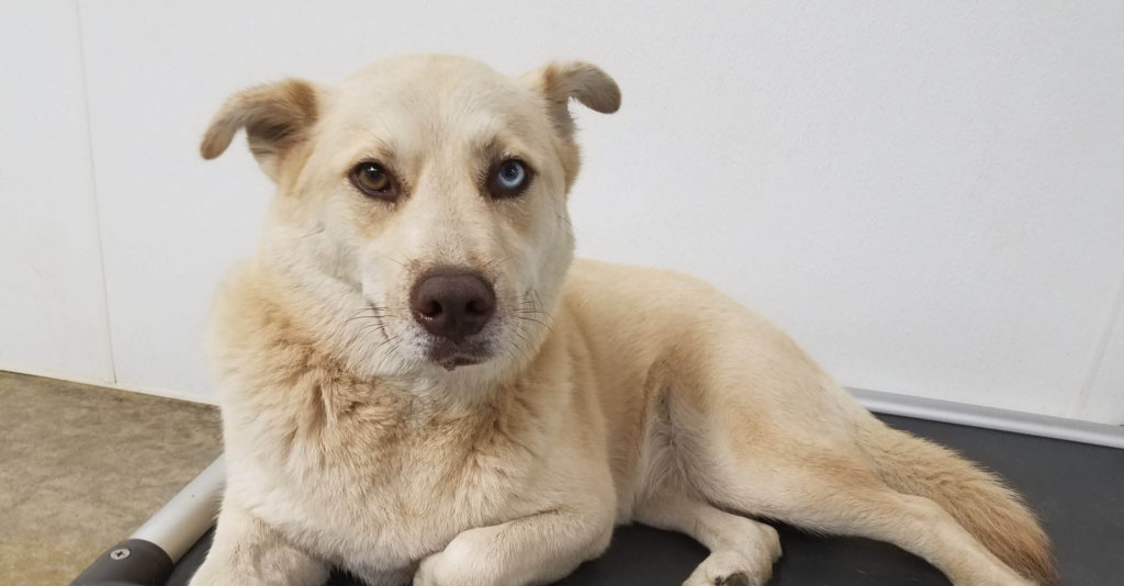 Roscoe’s Featured Friend of the Month: Billie
