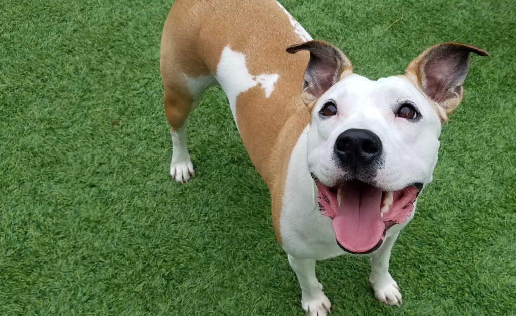 Roscoe’s Featured Friend of the Month: Dee Dee