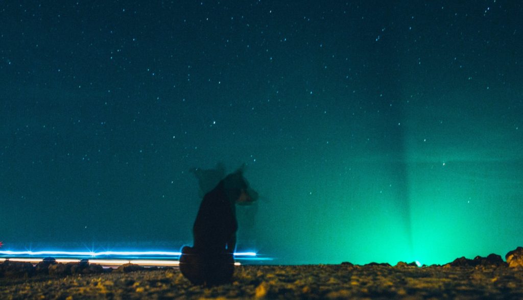 Your Dog & the Stars: What Astrology Says About Pet Personalities