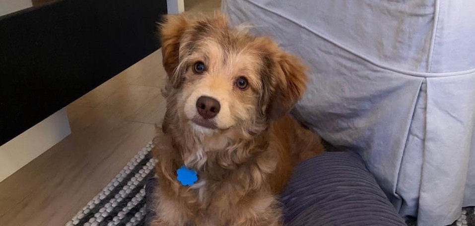 Roscoe’s Featured Friend of the Month: Leo