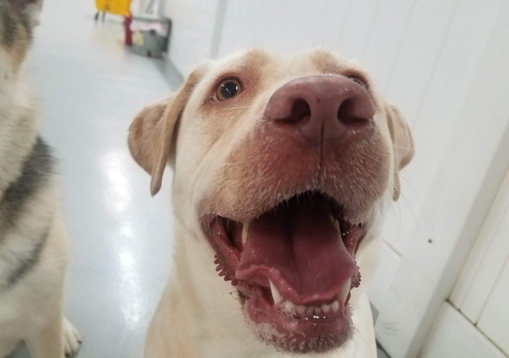 Roscoe’s Featured Friend of the Month: Lily