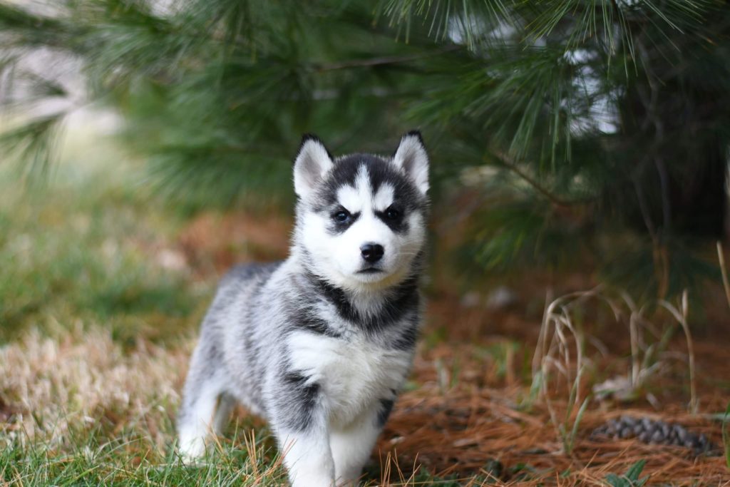 What To Do If Your Dog Goes Missing