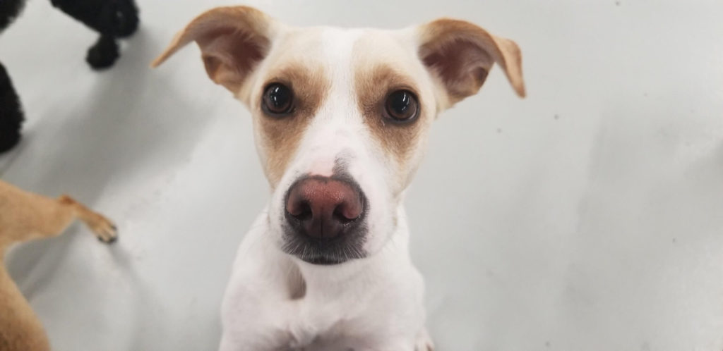 Roscoe’s Featured Friend of the Month: Maple
