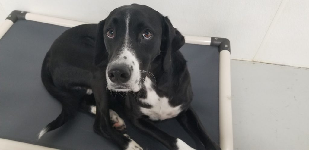 Roscoe’s Featured Friend of the Month: Stomper