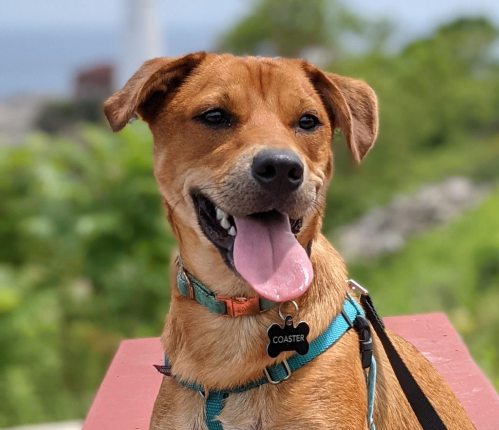 Roscoe’s Featured Friend of the Month: Coaster