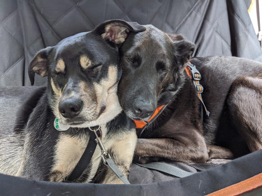 Roscoe’s Featured Friends of the Month: Pippin & Aristotle