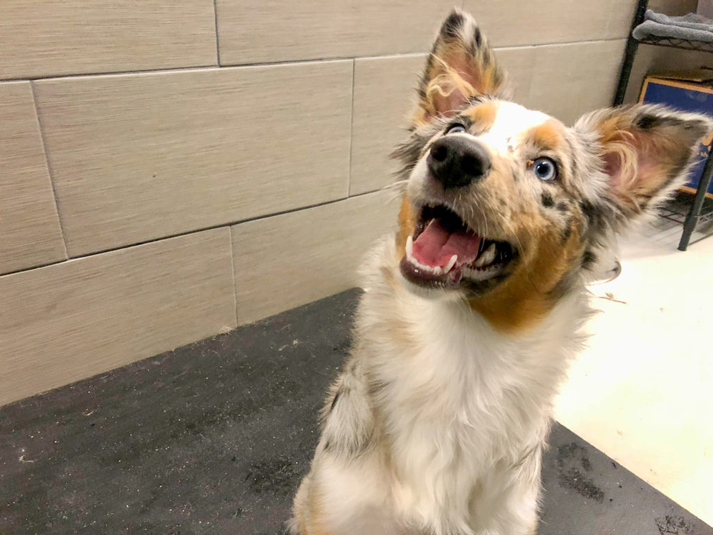 Roscoe’s Featured Friend of the Month: Rory