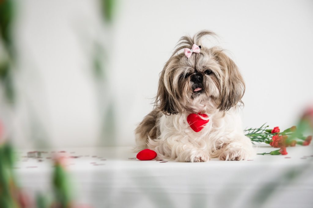 How to Keep Your Dog’s Heart Healthy