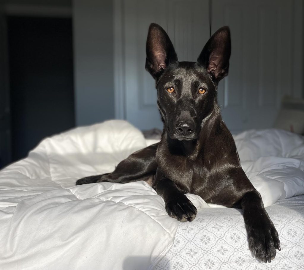 Roscoe’s Featured Friend of the Month: Millie