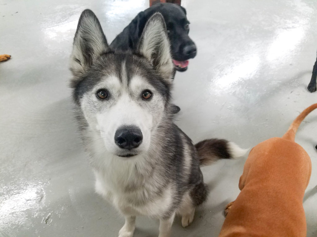 Roscoe’s Featured Friend of the Month: Hazel