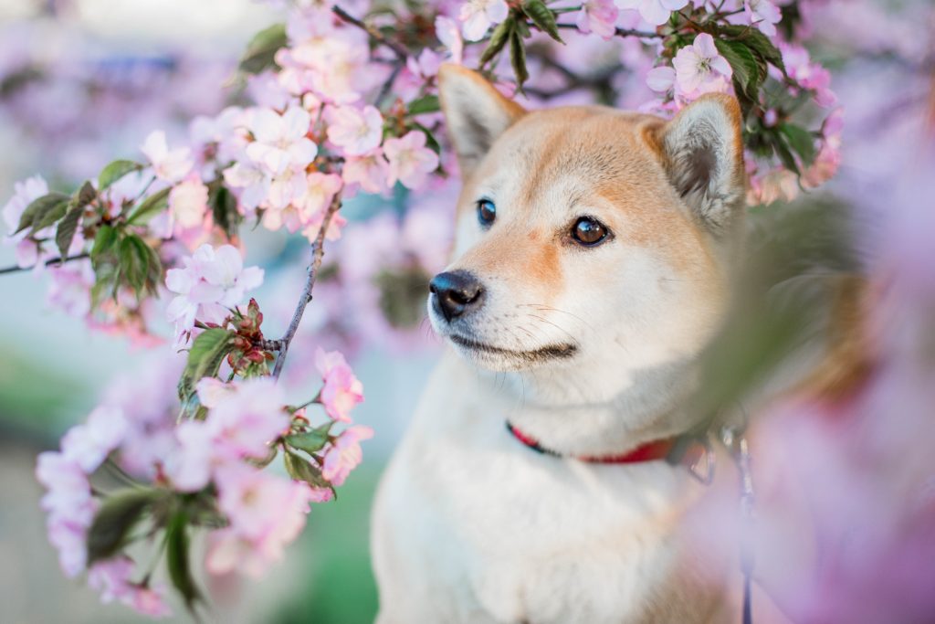 5 Tips to Creating The Perfect Dog Friendly Garden