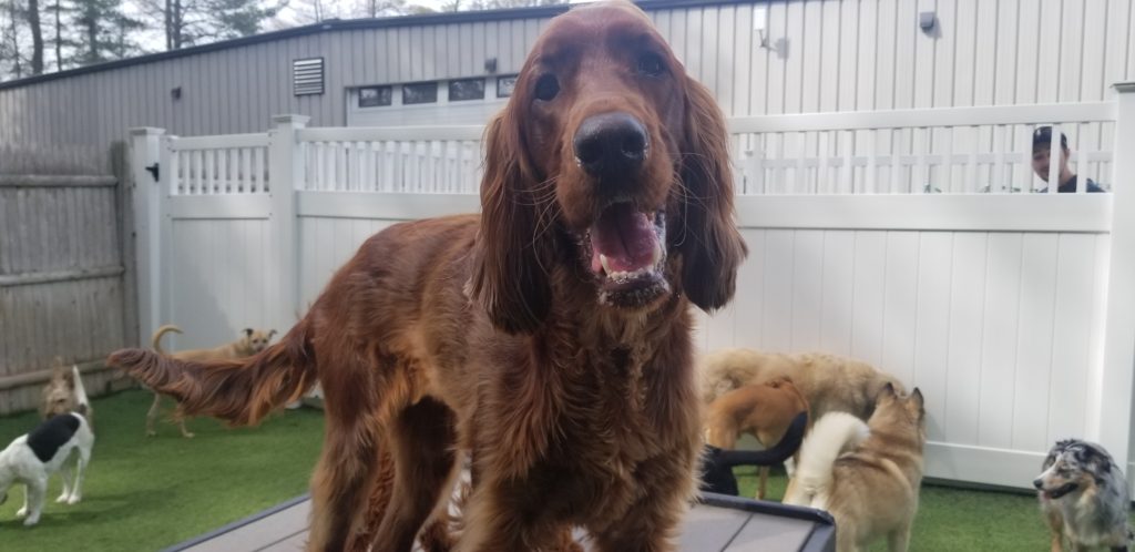 Roscoe’s Featured Friend of the Month: Oyster