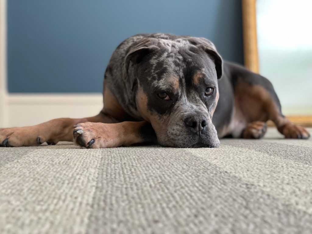 Roscoe’s Featured Friend of the Month: Rocky