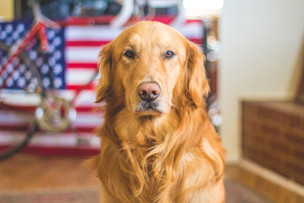 How to Help Your Dog Cope With Fireworks