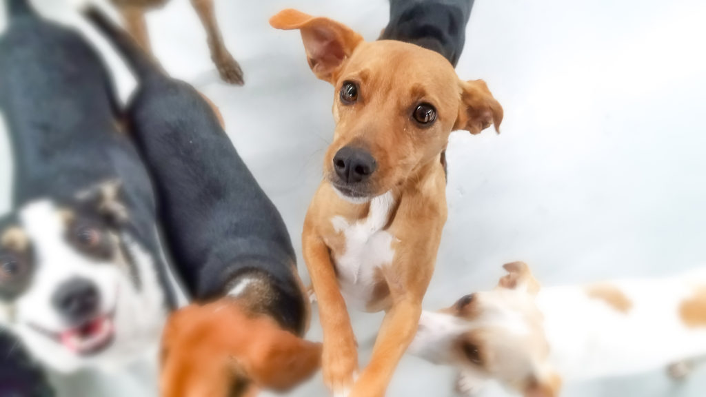 Roscoe’s Featured Friend of the Month: Poppyseed