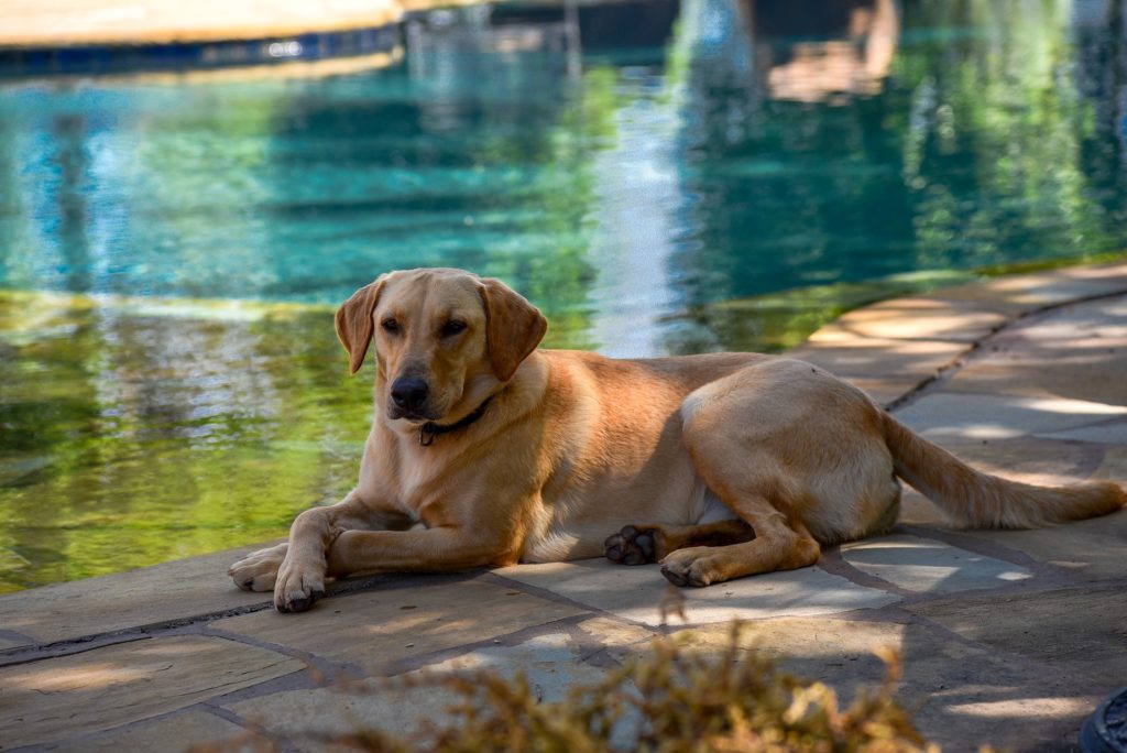 How to Help Your Dog Combat Heat