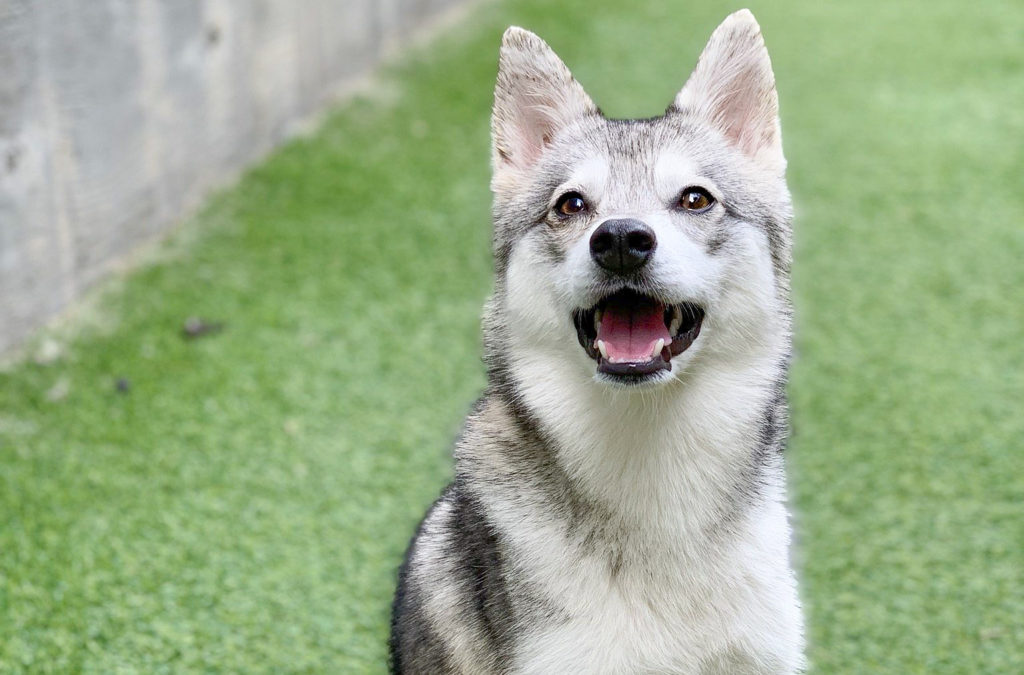 Roscoe’s Featured Friend of the Month: Nikita