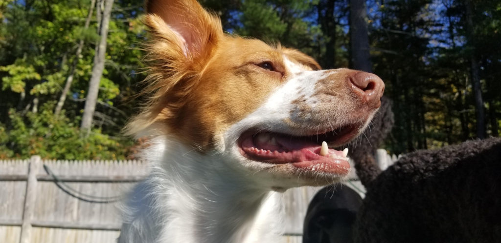 Roscoe’s Featured Friend of the Month: Ginger