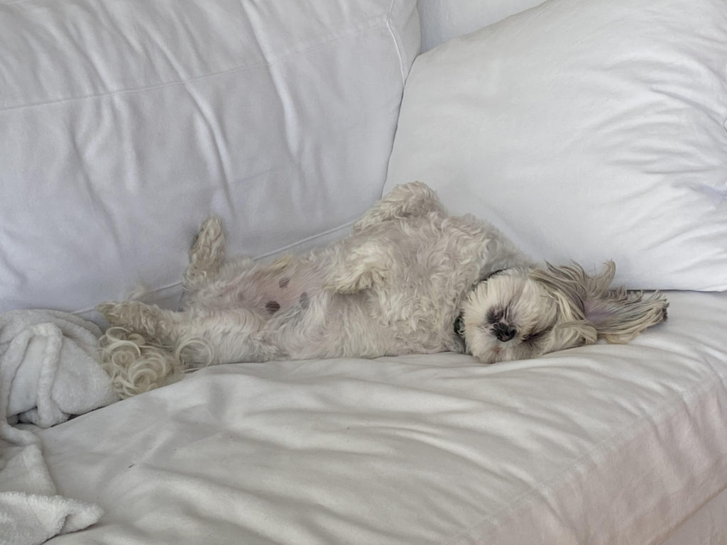 Roscoe’s Featured Friend of the Month: Teddy