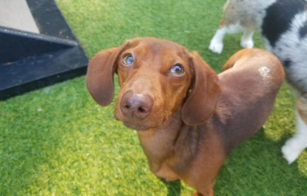 Roscoe’s Featured Friend of the Month: Leonard