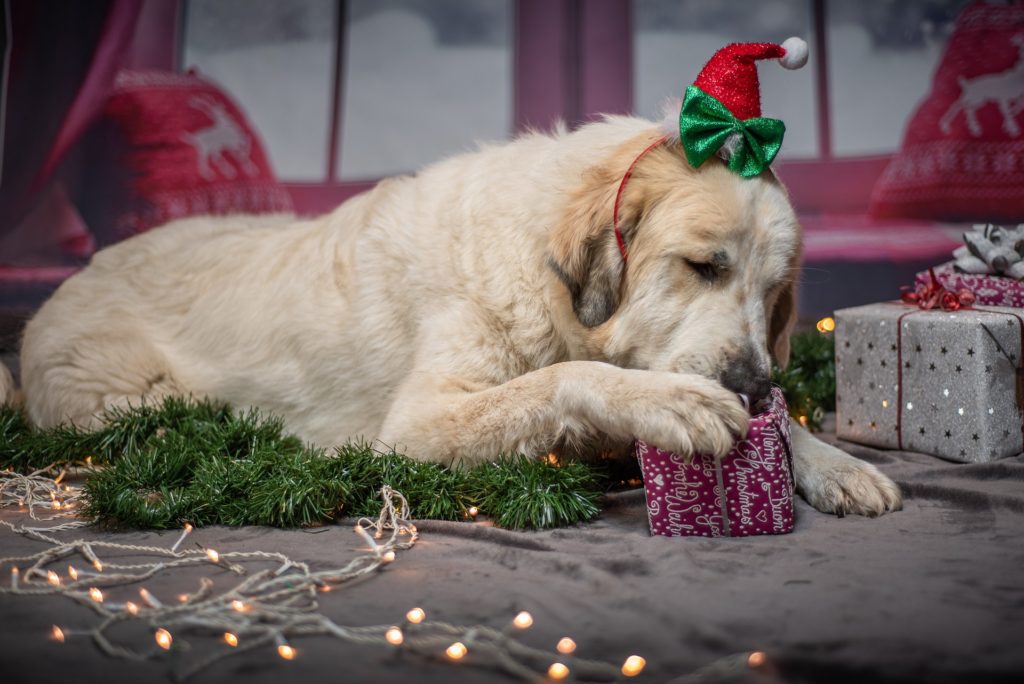 Easy DIY Dog Toys (Just in Time for Christmas!)