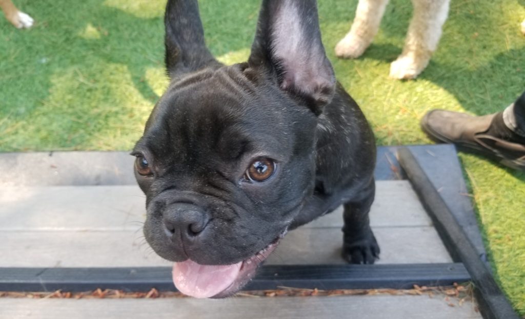 Roscoe’s Featured Friend of the Month: Mabel