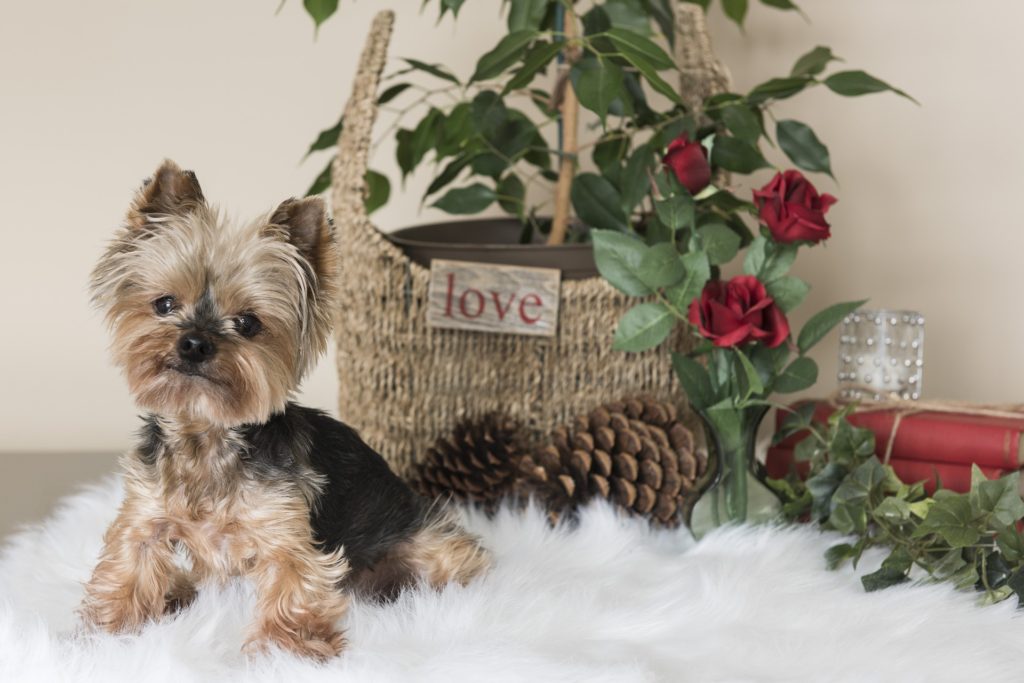 How to Keep the Puppy Love Going