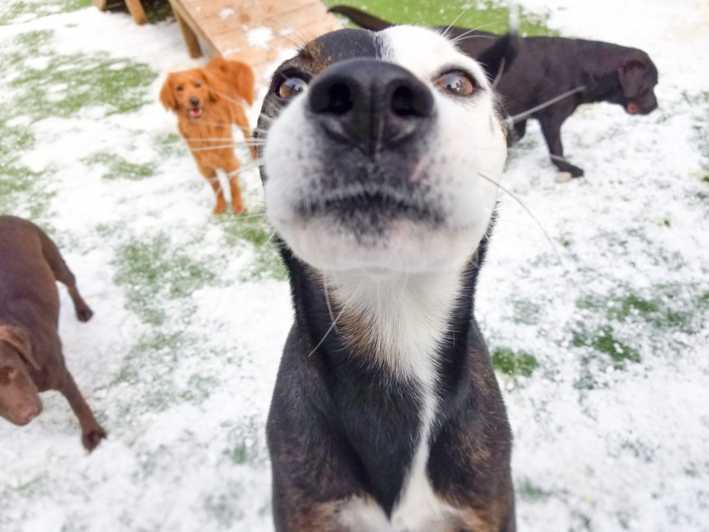 Roscoe’s Featured Friend of the Month: Agape