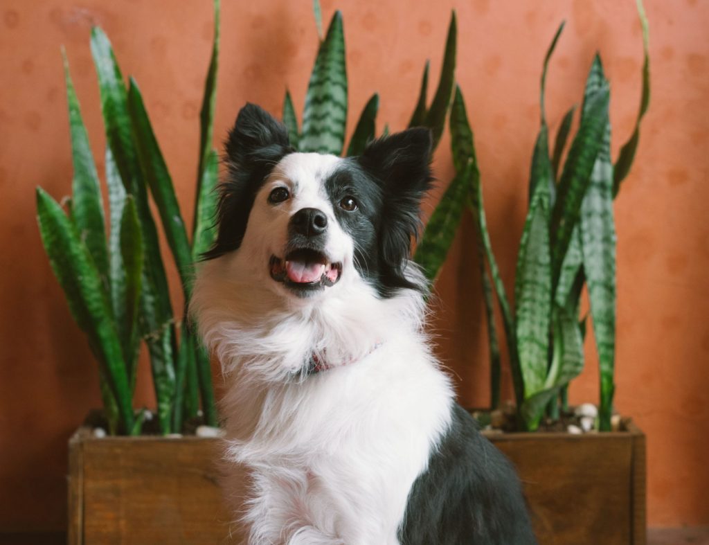 Spring Cleaning Tips for Pet Parents