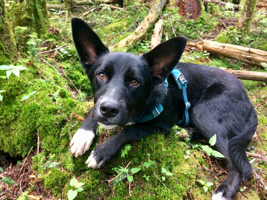 Roscoe’s Featured Friend of the Month: Baxter