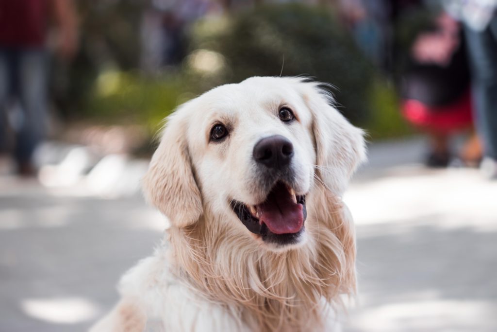 10 Super Simple Life Hacks for Pet Parents