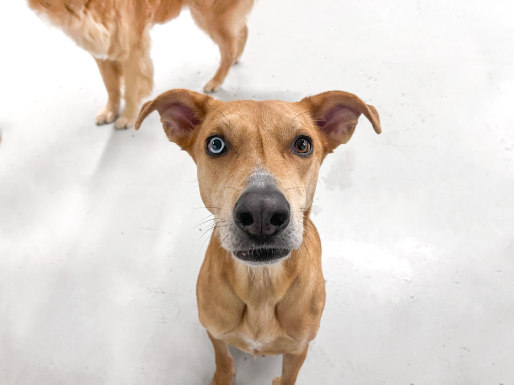 Roscoe’s Featured Friend of the Month: Jack