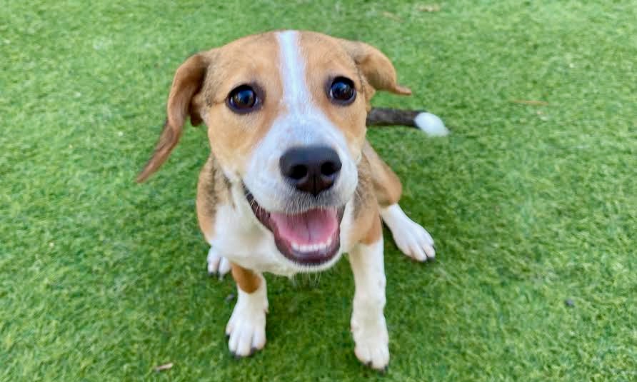 Roscoe’s Featured Friend of the Month: Indie