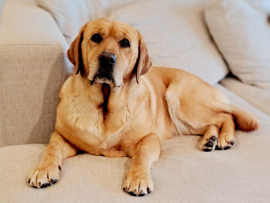 Roscoe’s Featured Friend: Salsa