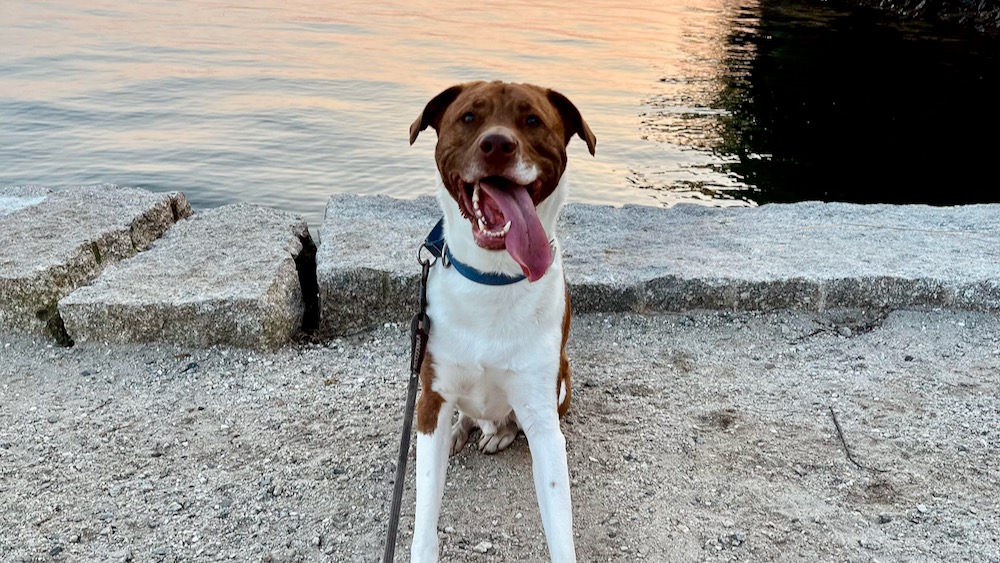 Roscoe’s Featured Friend of the Month: Hinckley