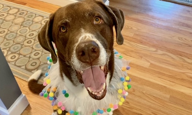 Roscoe’s Featured Friend of the Month: Millie