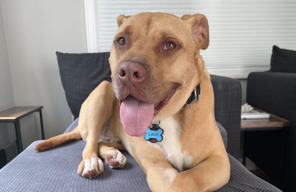 Roscoe’s Featured Friend of the Month: Leon